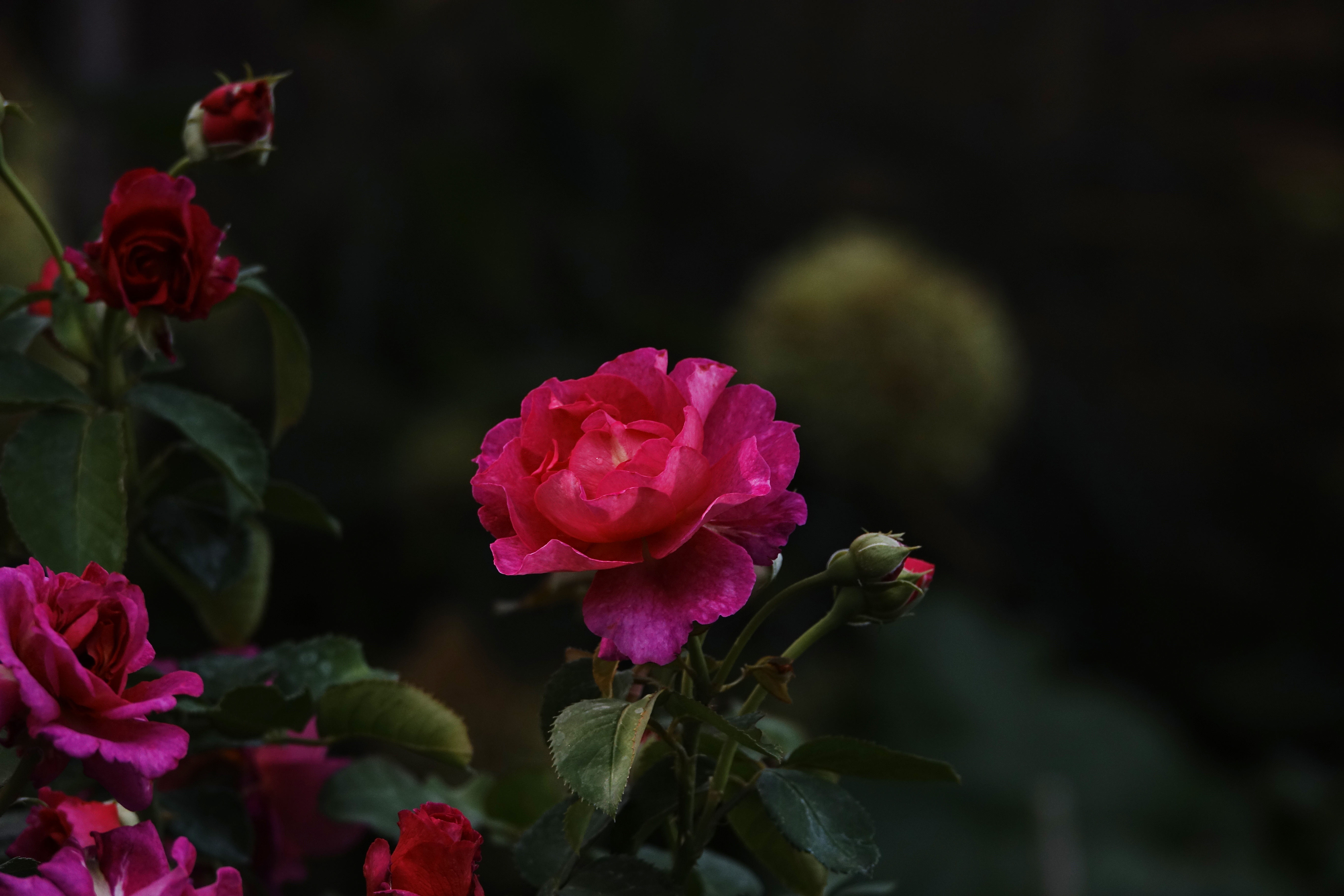©SUNFLOR - Primavera